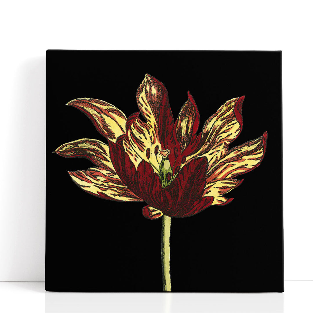 Natural Beauty on Black I - Canvas Print Wall Art