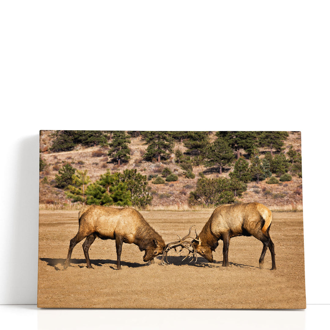 Two Elks I - Canvas Print Wall Art