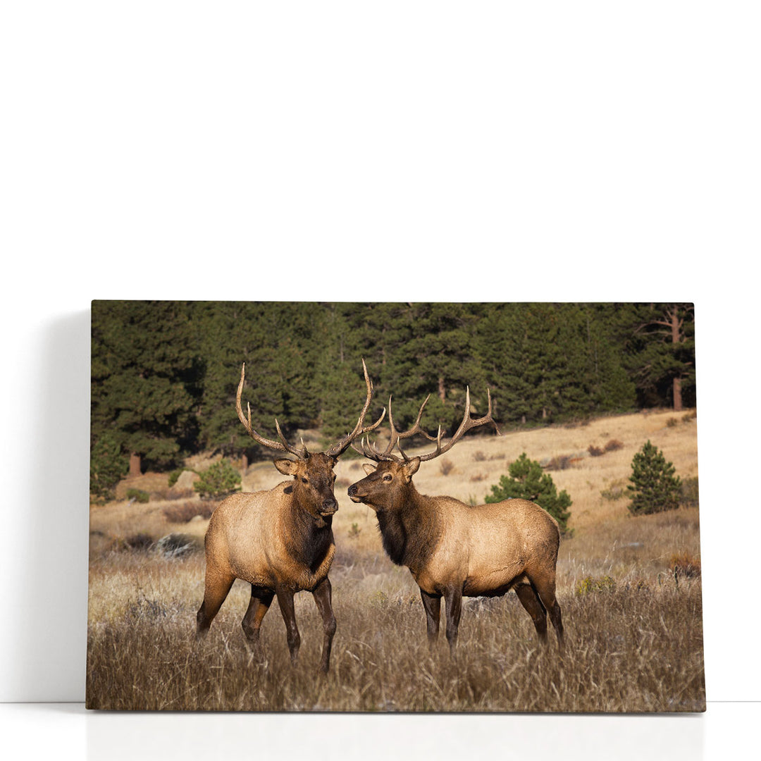 Two Elks II - Canvas Print Wall Art