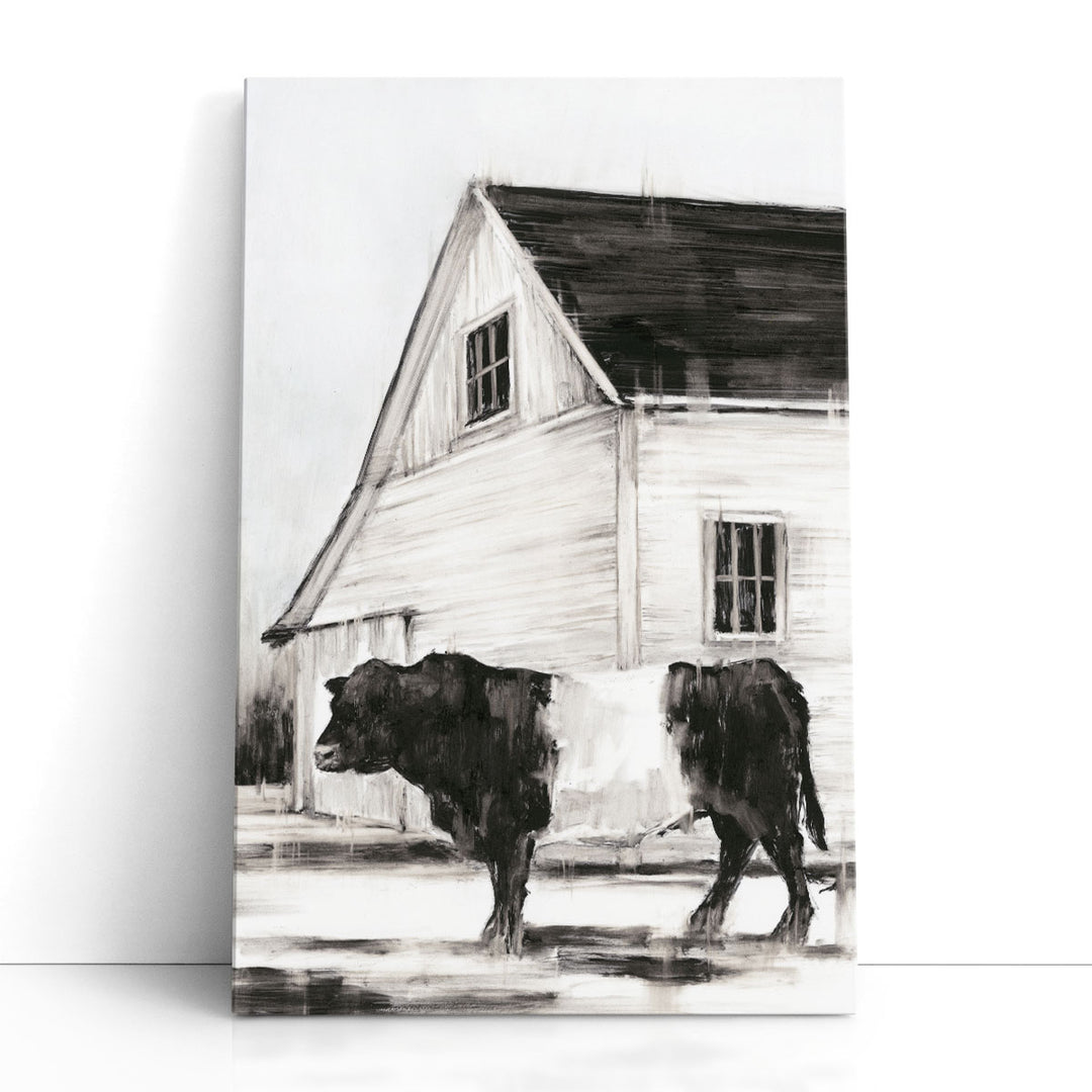 Belted Galloway II - Canvas Print Wall Art