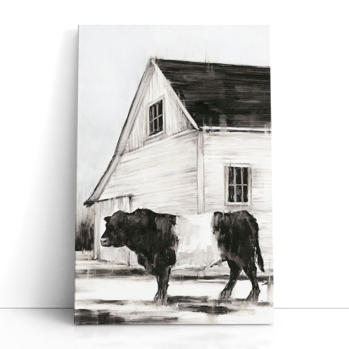 Belted Galloway II - Canvas Print Wall Art
