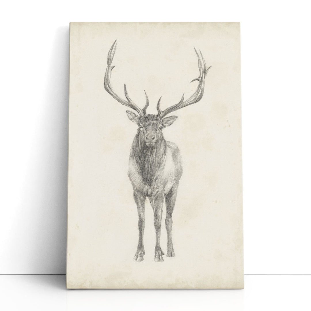 Elk Study - Canvas Print Wall Art