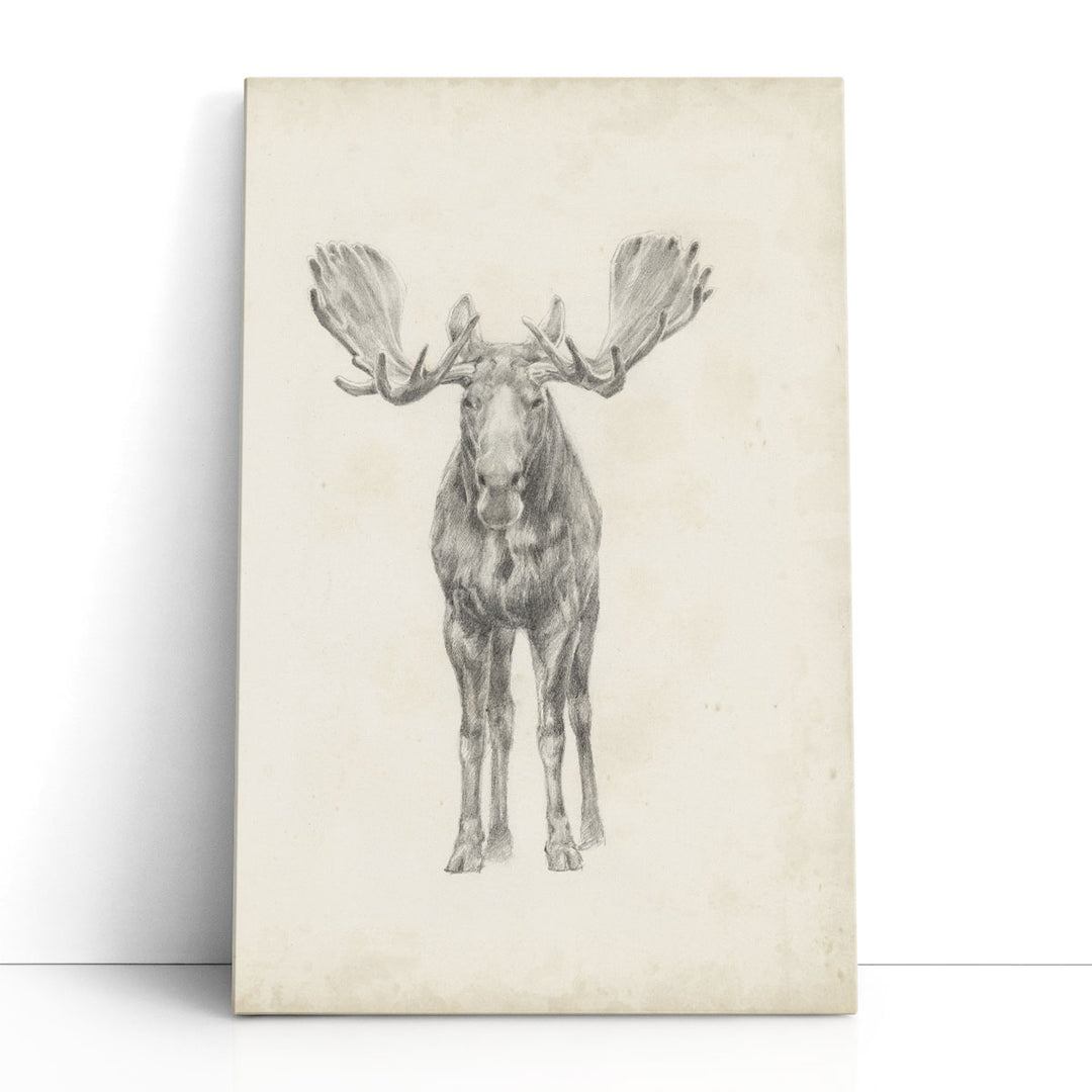 Moose Study - Canvas Print Wall Art