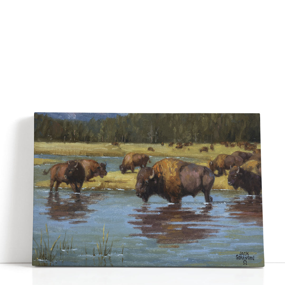 Buffalo Crossing - Canvas Print Wall Art
