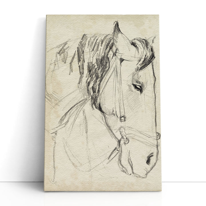 Horse in Bridle Sketch I - Canvas Print Wall Art