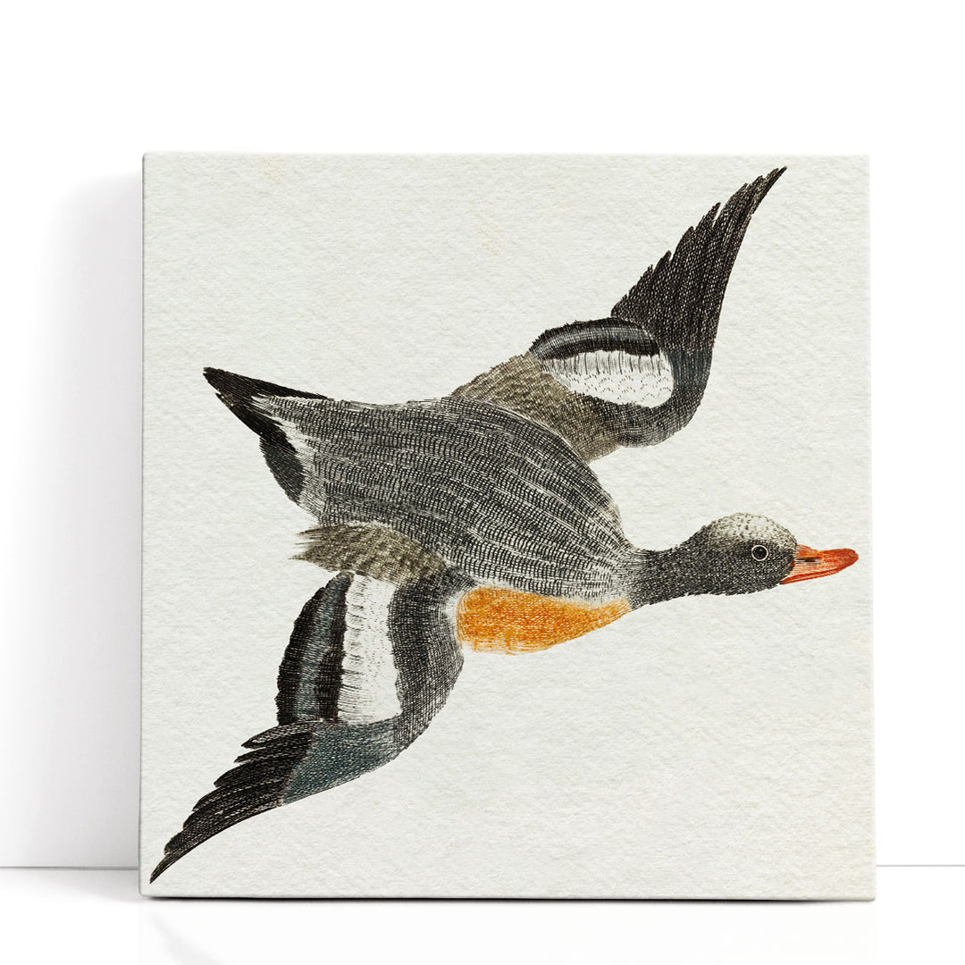 Flying Ducks I - Canvas Print Wall Art