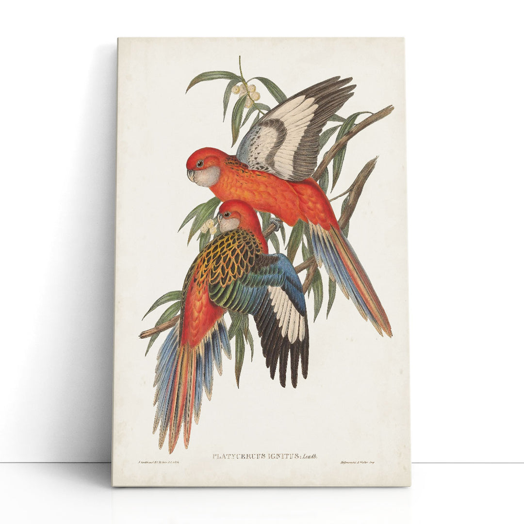 Tropical Parrots I - Canvas Print Wall Art