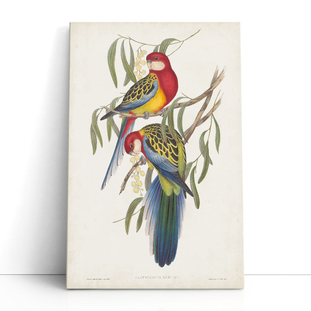 Tropical Parrots IV - Canvas Print Wall Art