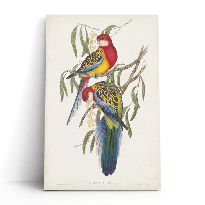 Tropical Parrots IV - Canvas Print Wall Art