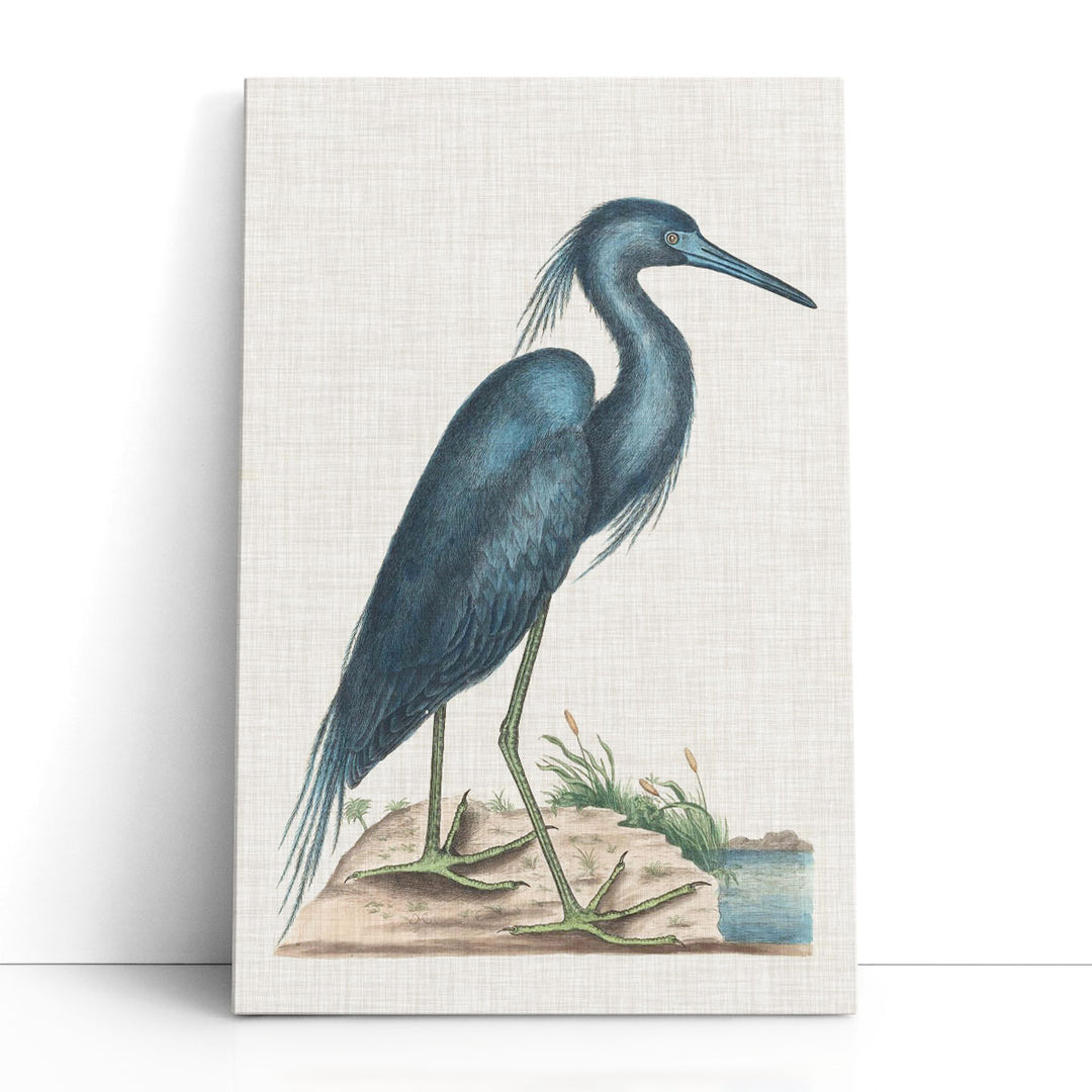 Catesby Heron II - Canvas Print Wall Art
