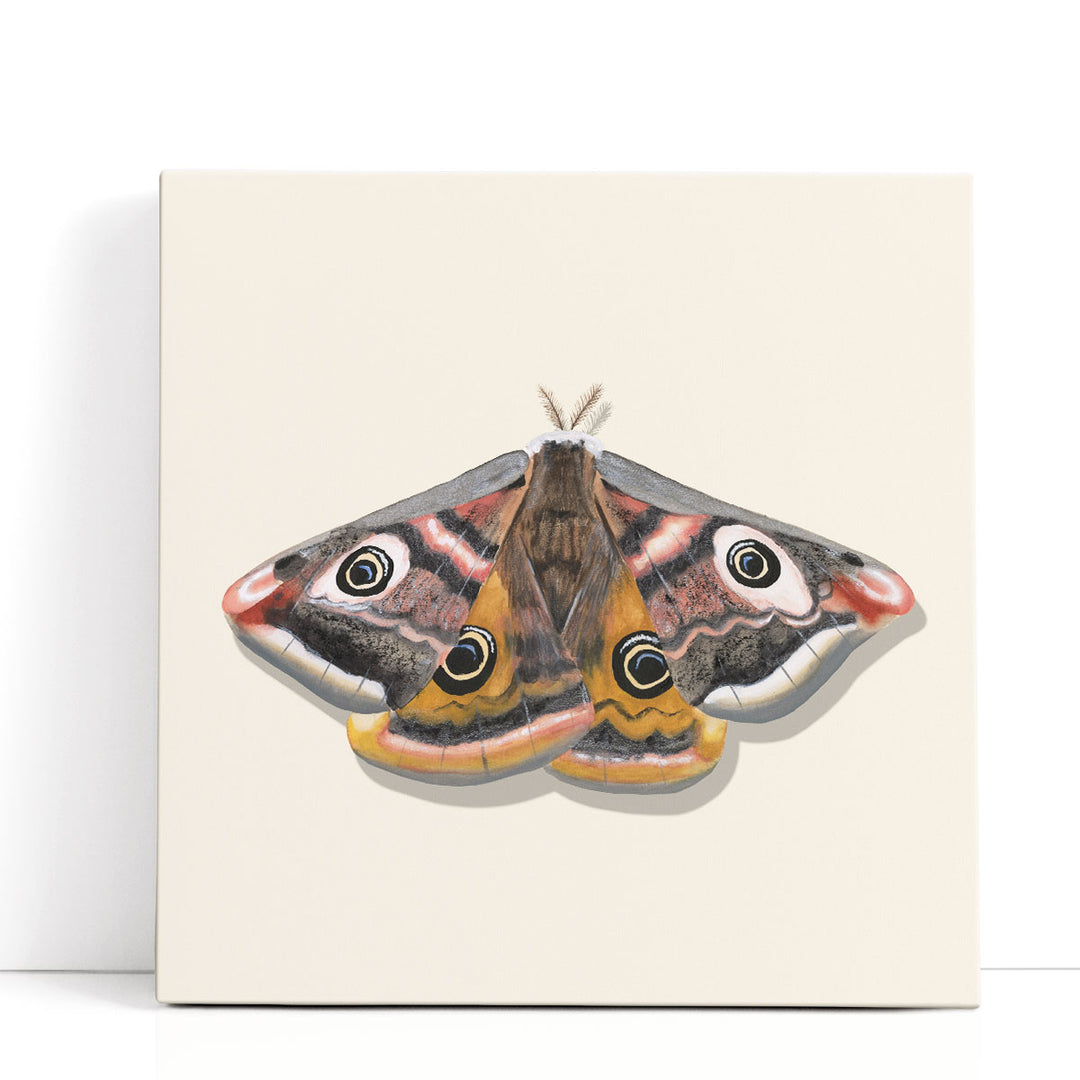 Watercolor Moths I - Canvas Print Wall Art