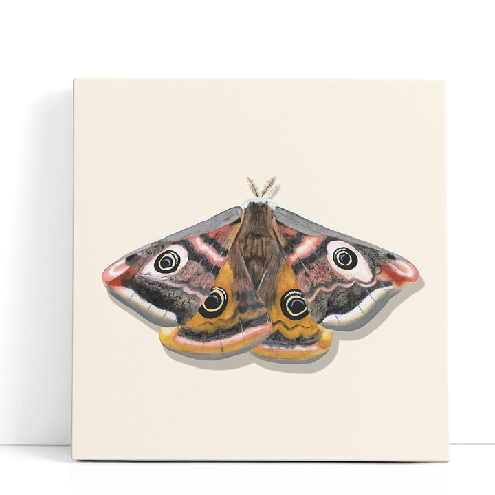 Watercolor Moths I - Canvas Print Wall Art