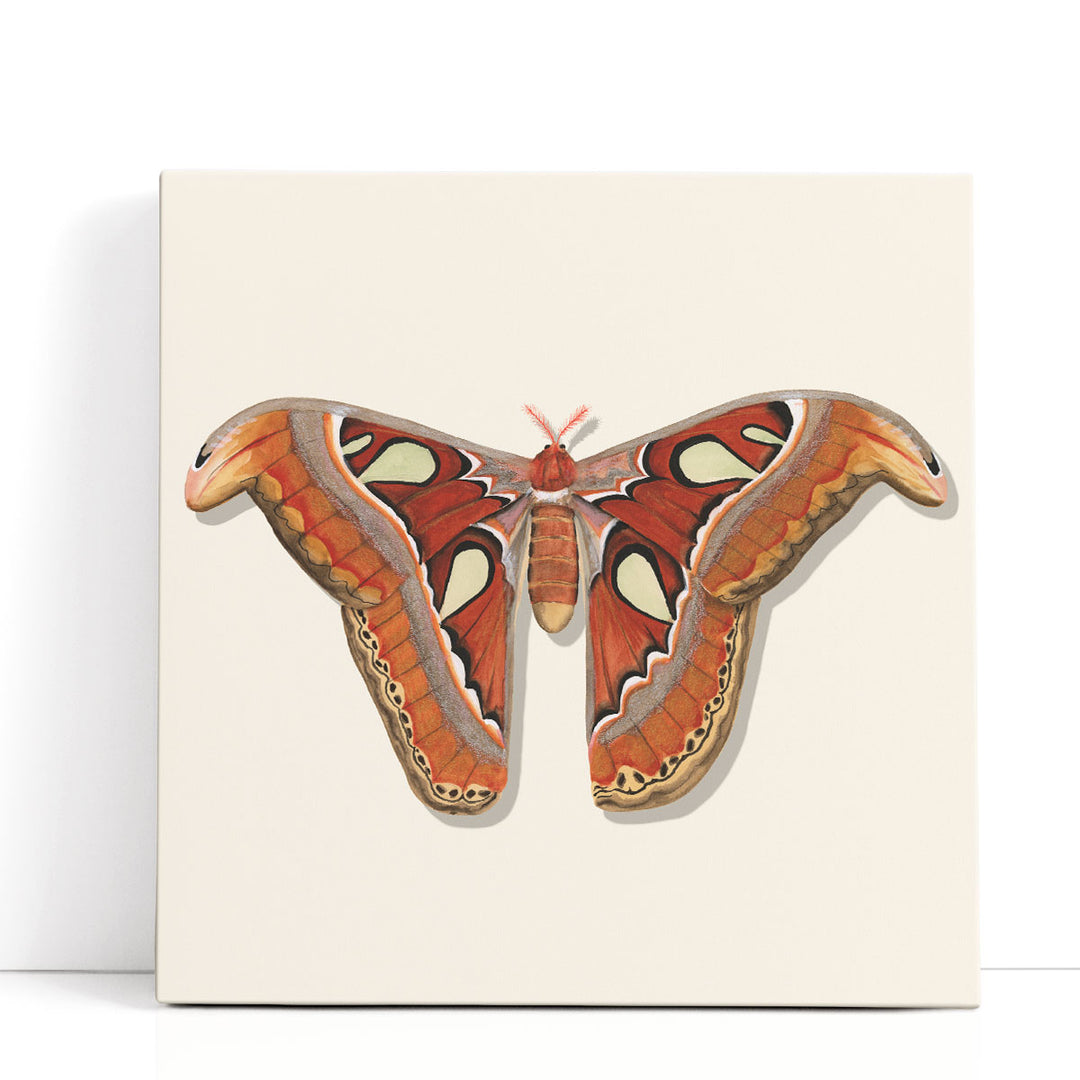 Watercolor Moths II - Canvas Print Wall Art