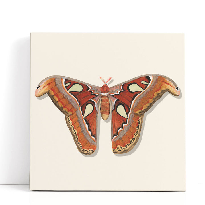 Watercolor Moths II - Canvas Print Wall Art