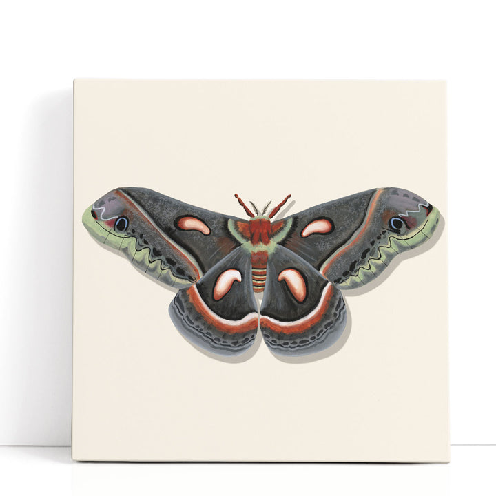 Watercolor Moths III - Canvas Print Wall Art