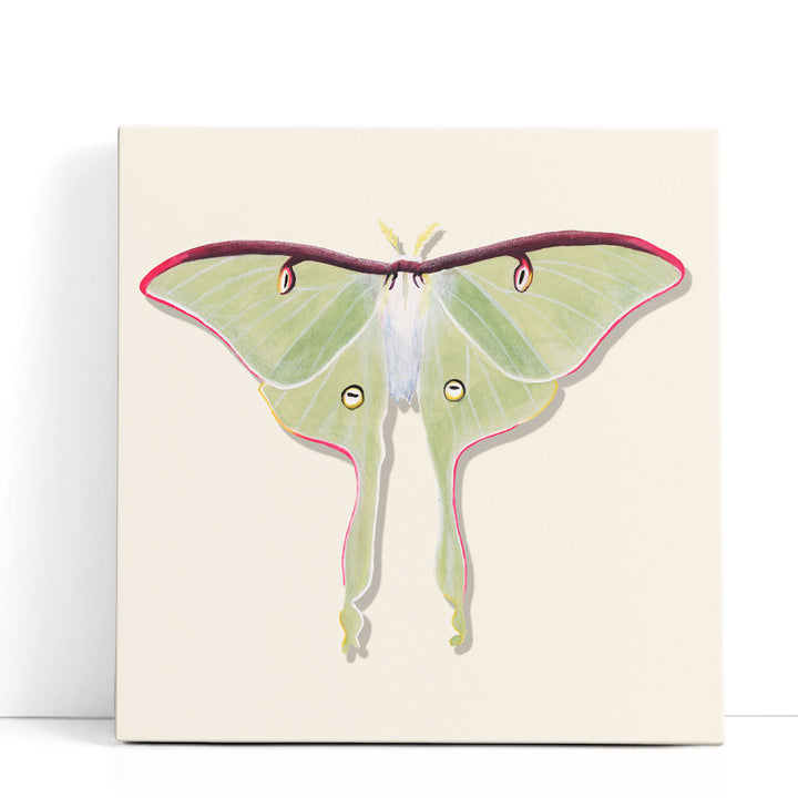 Watercolor Moths IV - Canvas Print Wall Art
