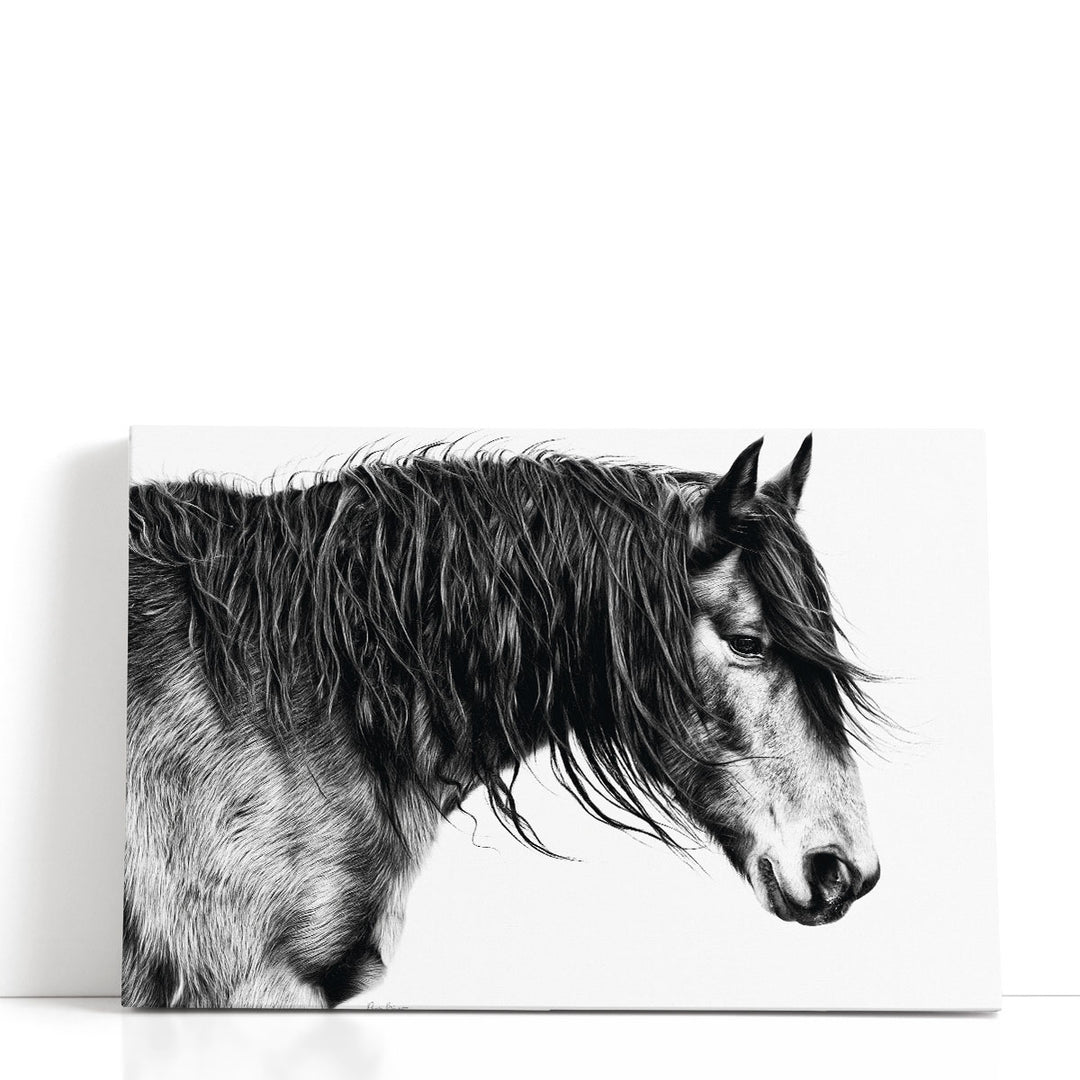Black and White Horse Portrait III - Canvas Print Wall Art