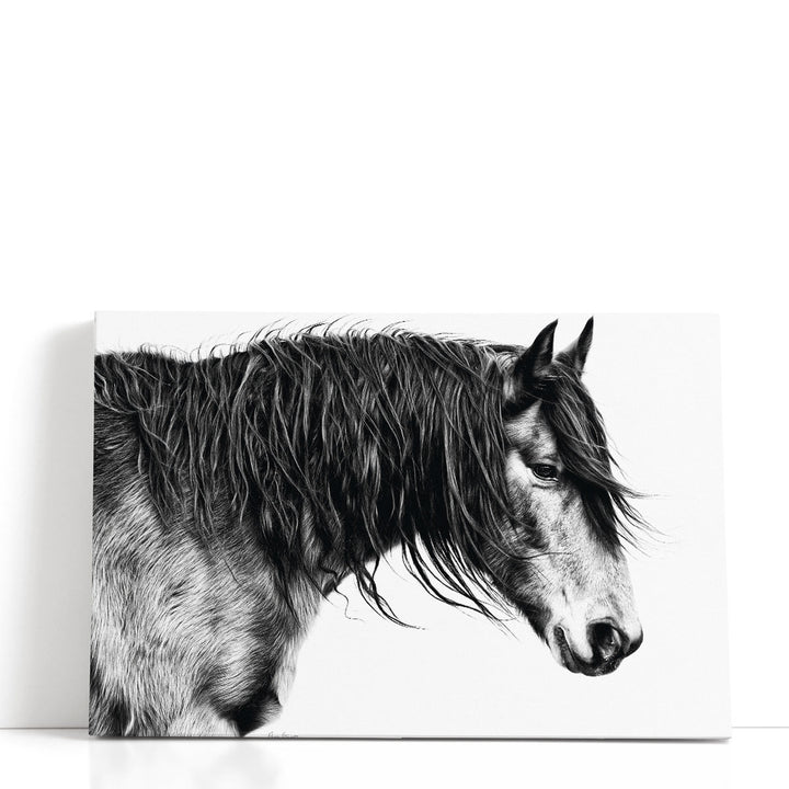 Black and White Horse Portrait III - Canvas Print Wall Art