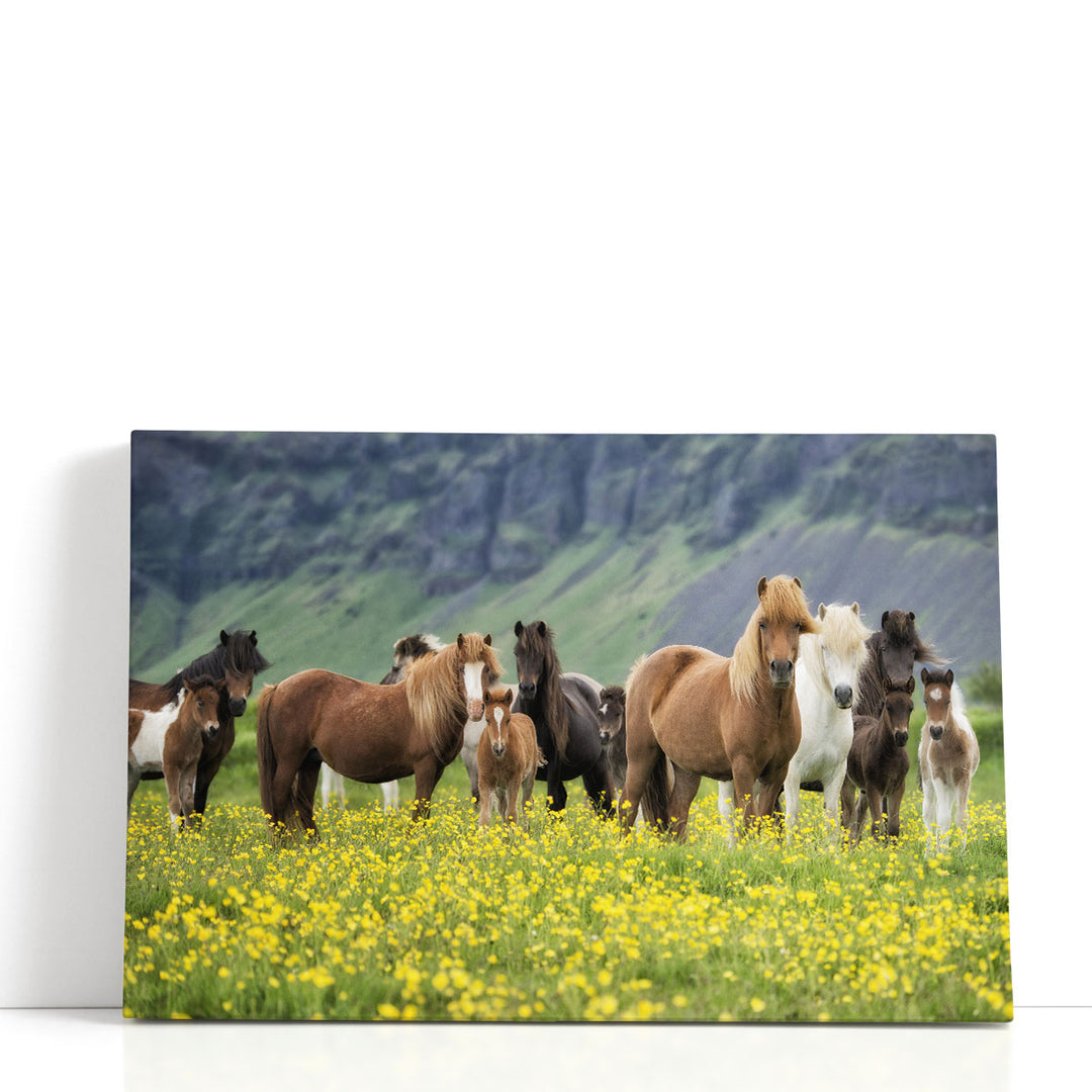 Icelandic Horses VII - Canvas Print Wall Art