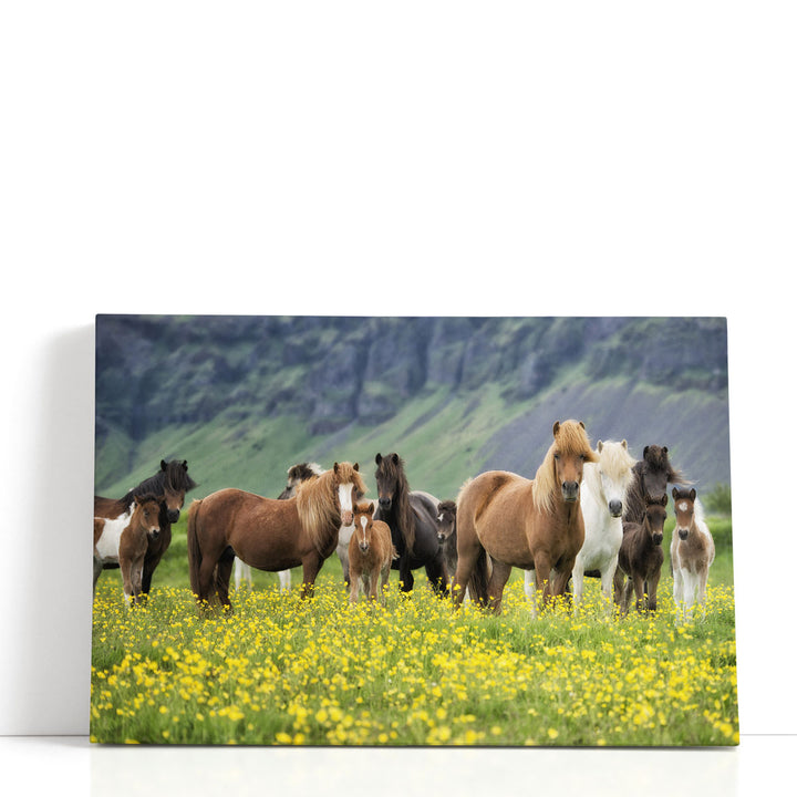 Icelandic Horses VII - Canvas Print Wall Art