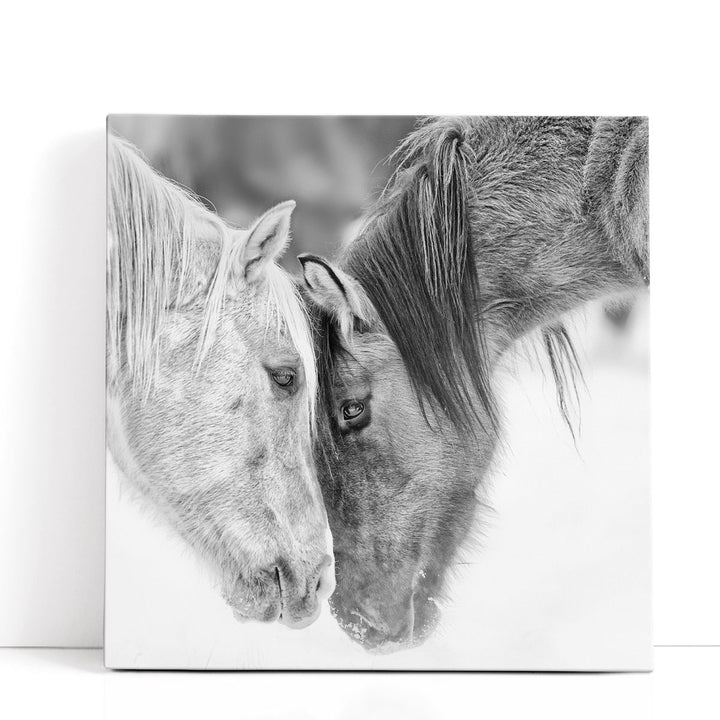 BandW Horses VII - Canvas Print Wall Art