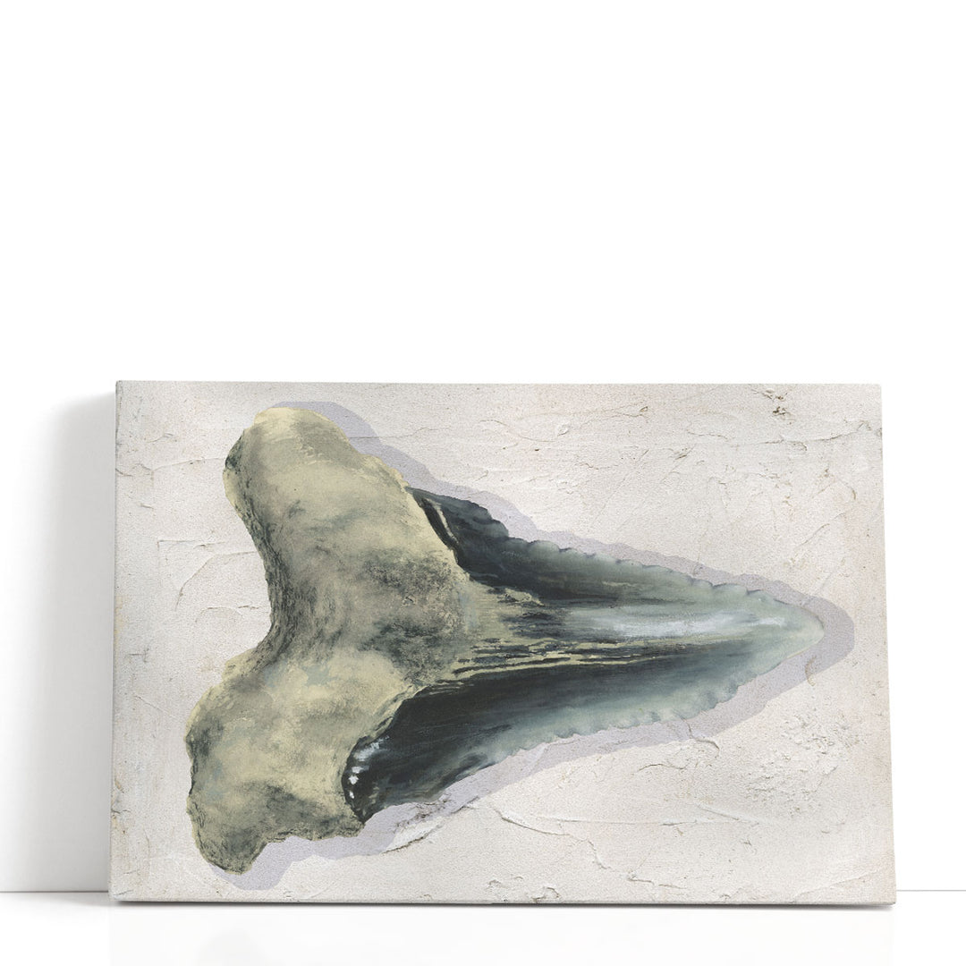 Watercolor Sharks Tooth III - Canvas Print Wall Art