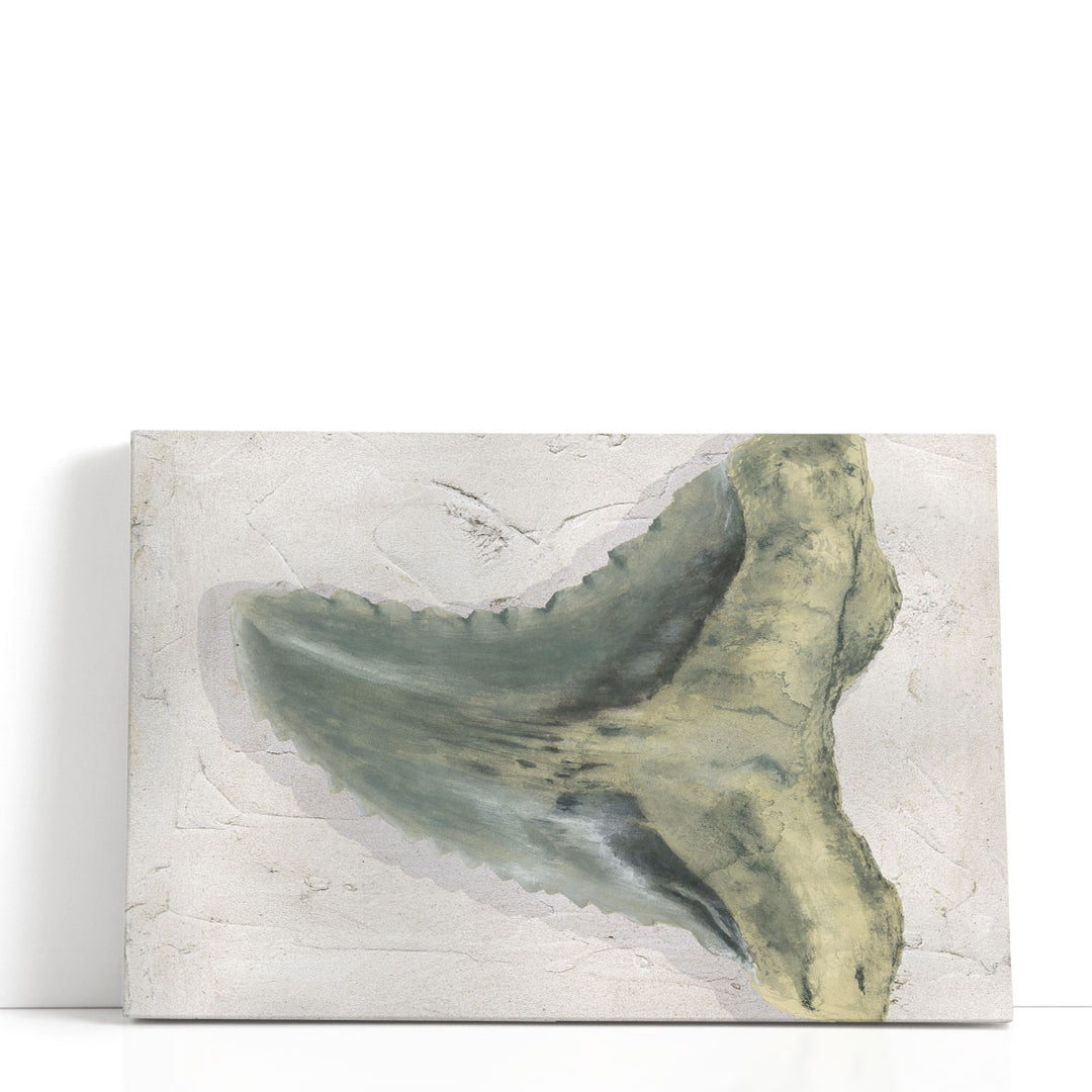 Watercolor Sharks Tooth IV - Canvas Print Wall Art