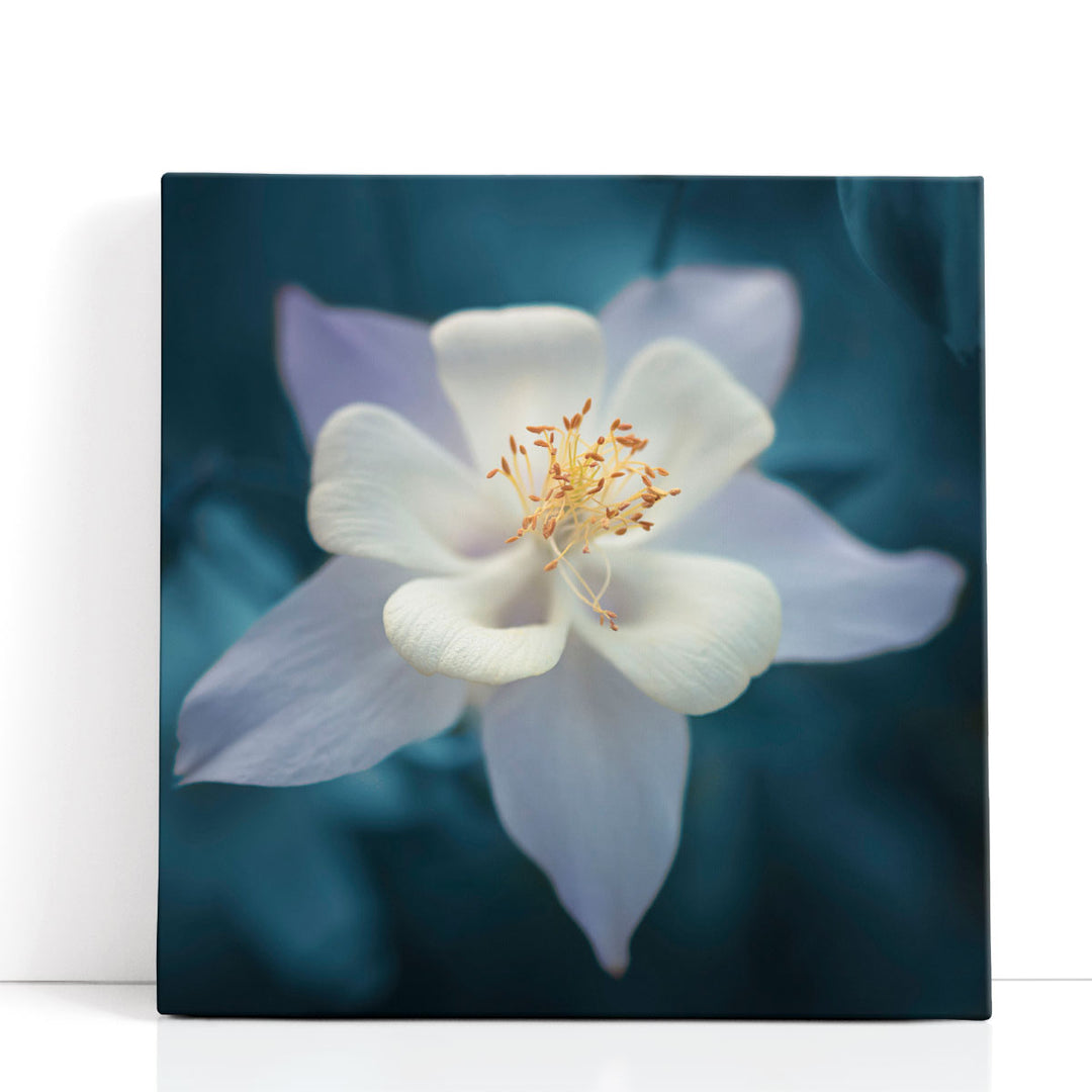 Aquilegia - Canvas Print Wall Art