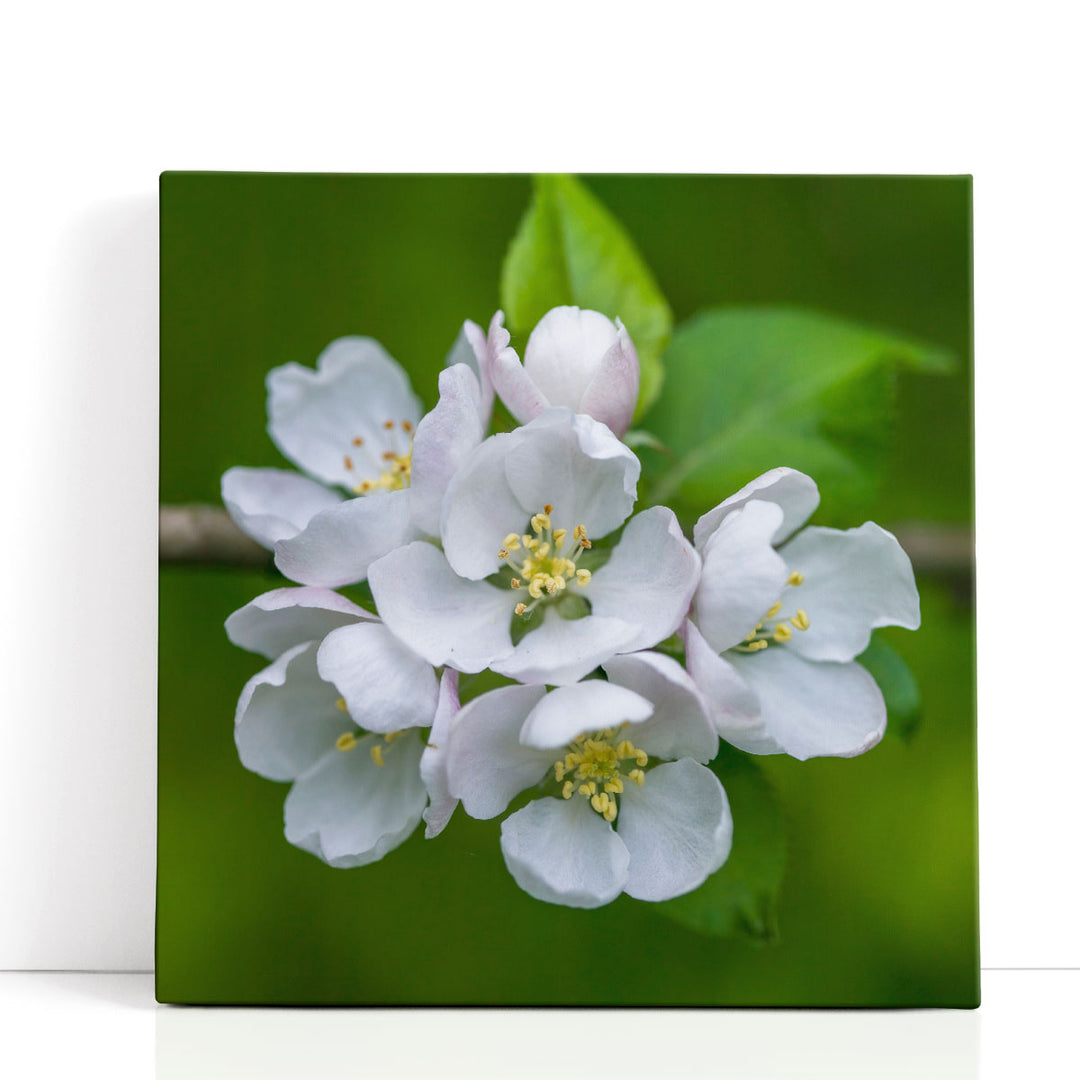 Blossom Flowers - Canvas Print Wall Art