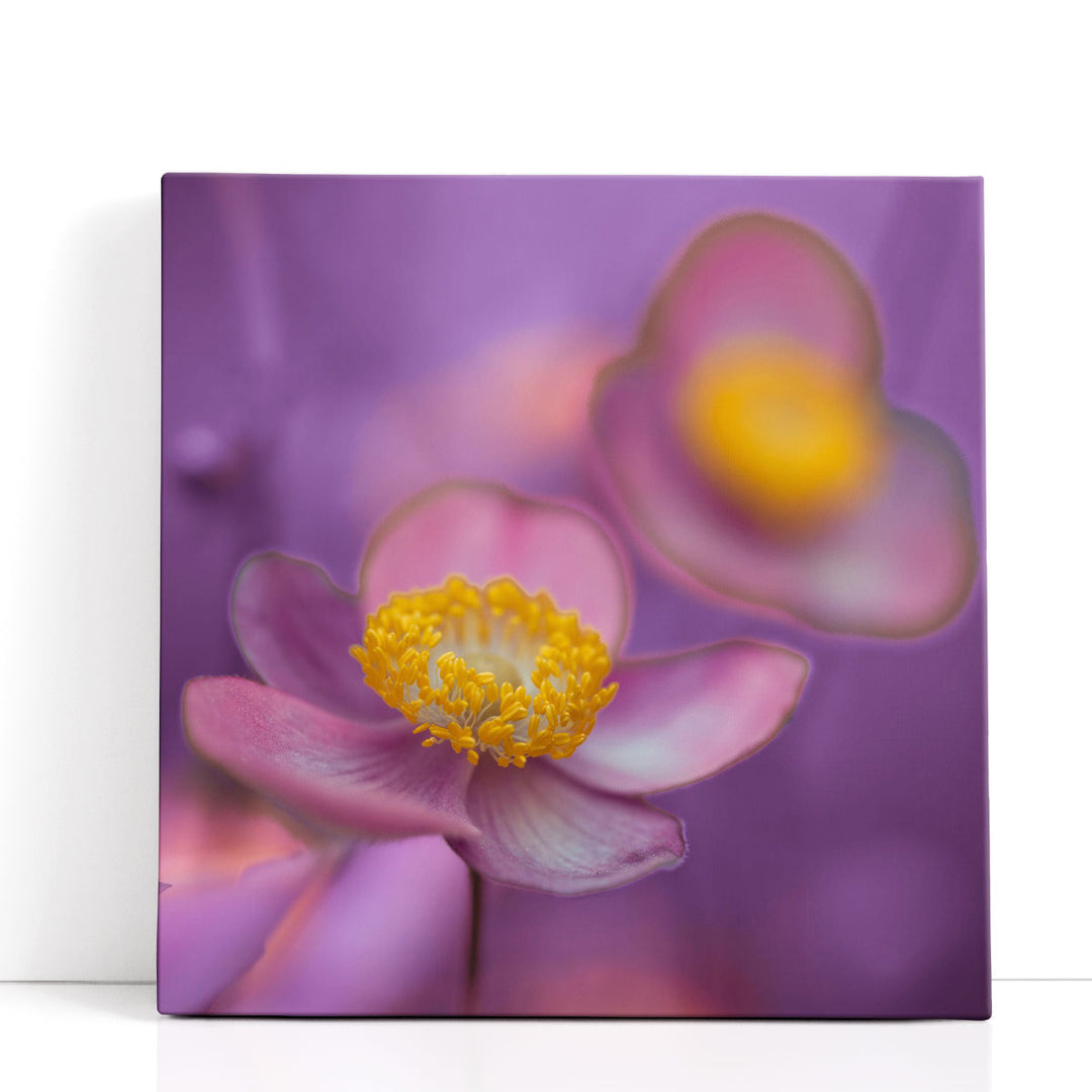 Close-up of Anemone Flowers 1 - Canvas Print Wall Art