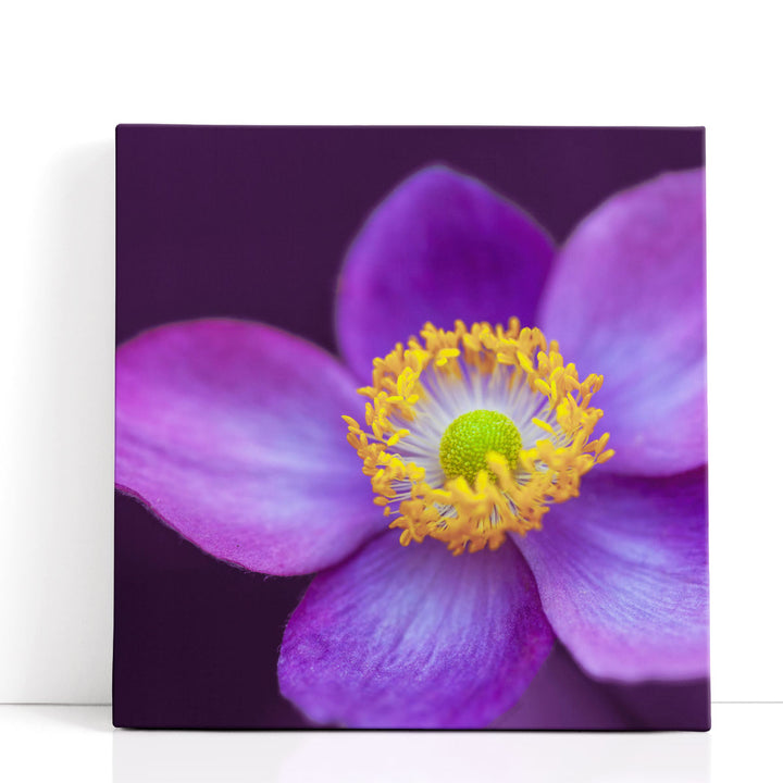 Close-up of Anemone Flowers 2 - Canvas Print Wall Art
