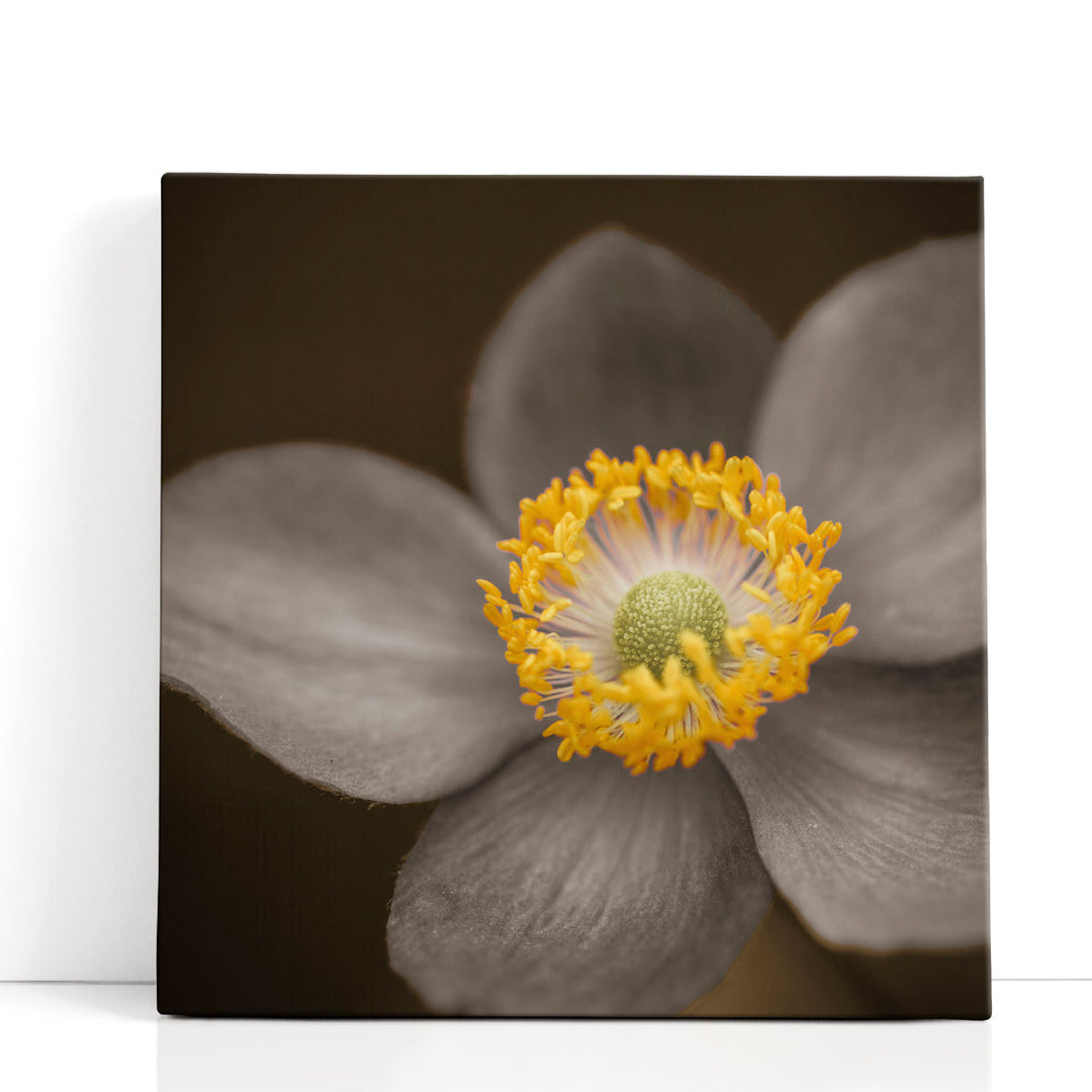 Close-up of Anemone Flowers 3 - Canvas Print Wall Art