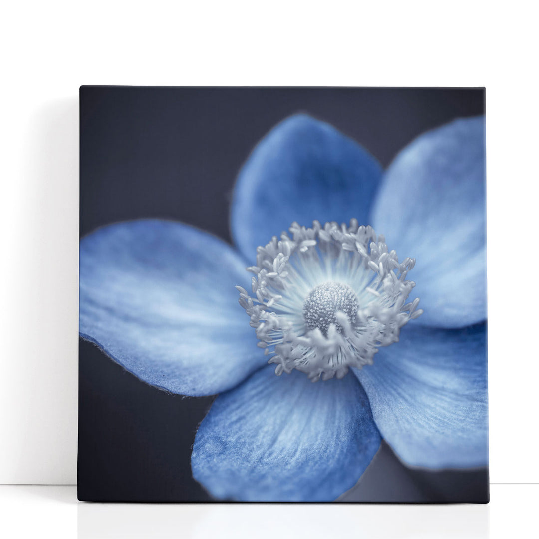 Close-up of Anemone Flowers 4 - Canvas Print Wall Art