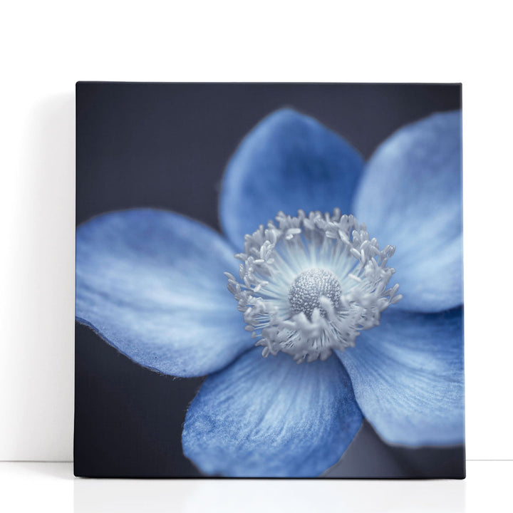 Close-up of Anemone Flowers 4 - Canvas Print Wall Art