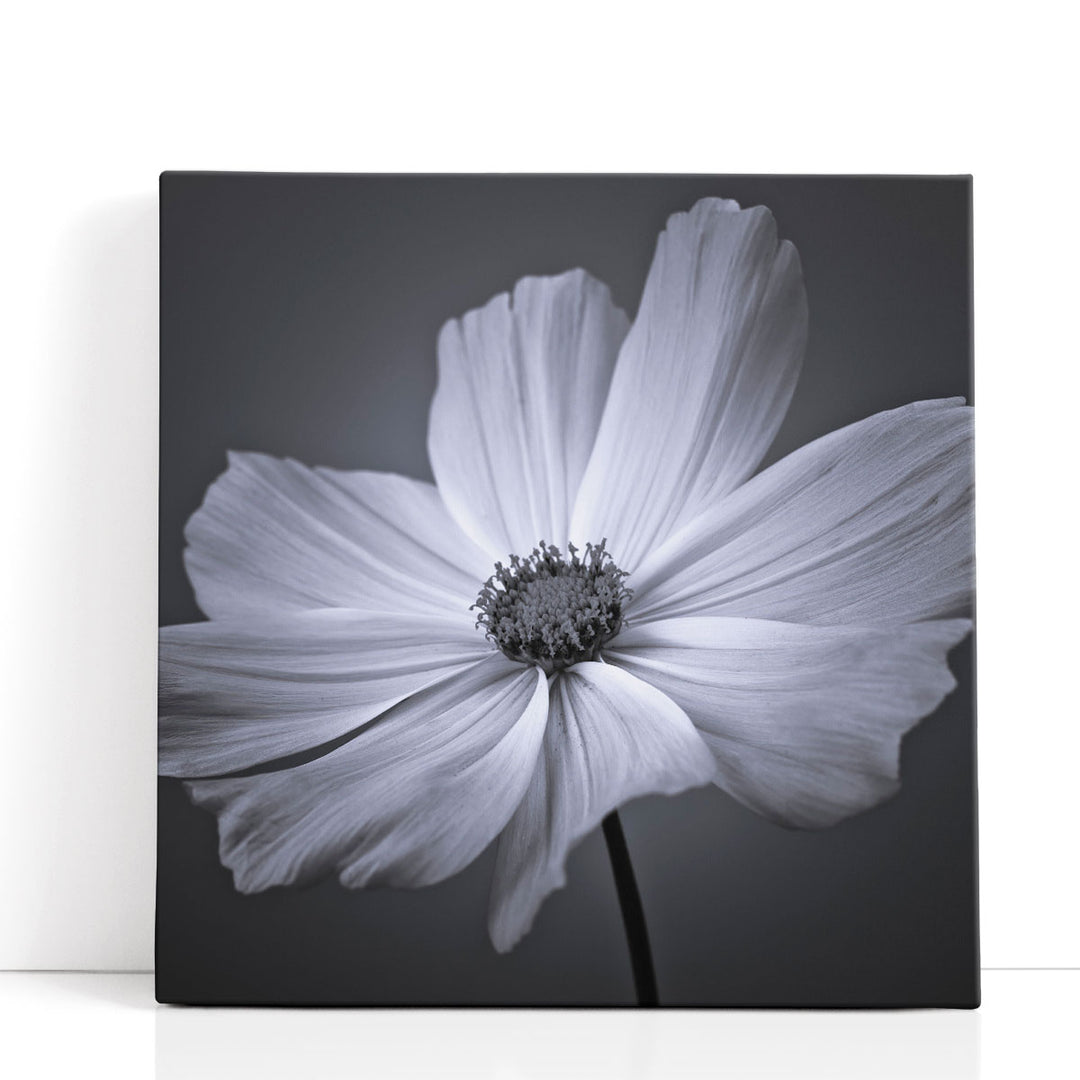 Cosmos Flower 2 - Canvas Print Wall Art