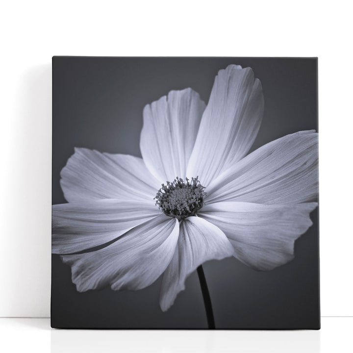 Cosmos Flower 2 - Canvas Print Wall Art