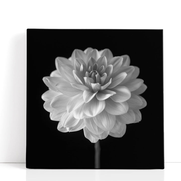 Dahlia Flower on Black - Canvas Print Wall Art