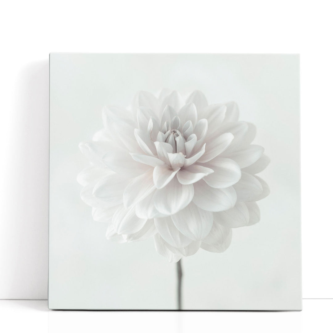 Dahlia Flower on White - Canvas Print Wall Art