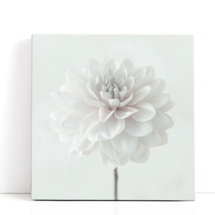 Dahlia Flower on White - Canvas Print Wall Art