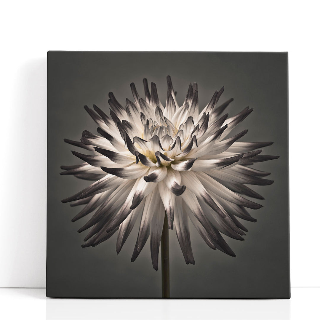 Dahlia Flower Artwork crisp monochrome petals
