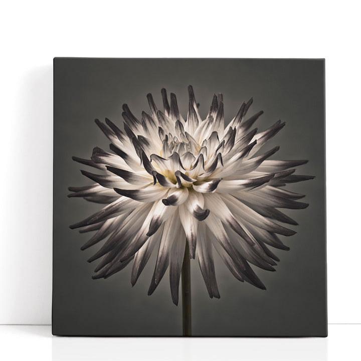 Dahlia Flower Artwork crisp monochrome petals