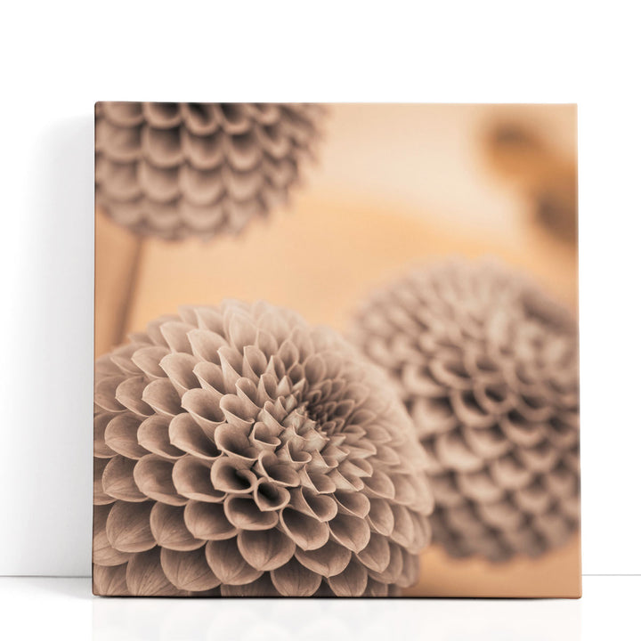 Dahlia Flowers 2 - Canvas Print Wall Art