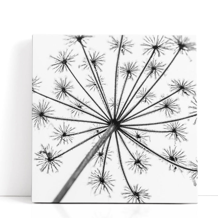 Frosty Cow Parsley - Canvas Print Wall Art