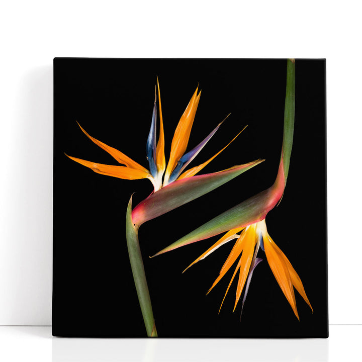 Two Heliconias - Canvas Print Wall Art