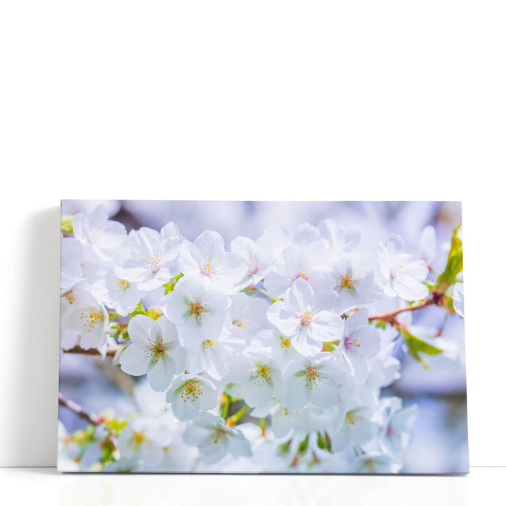 Blossom I - Canvas Print Wall Art