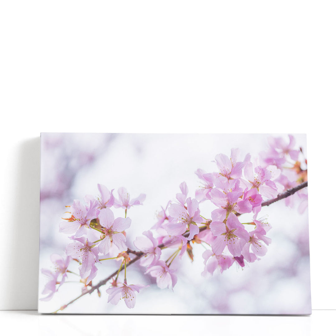 Blossom II - Canvas Print Wall Art