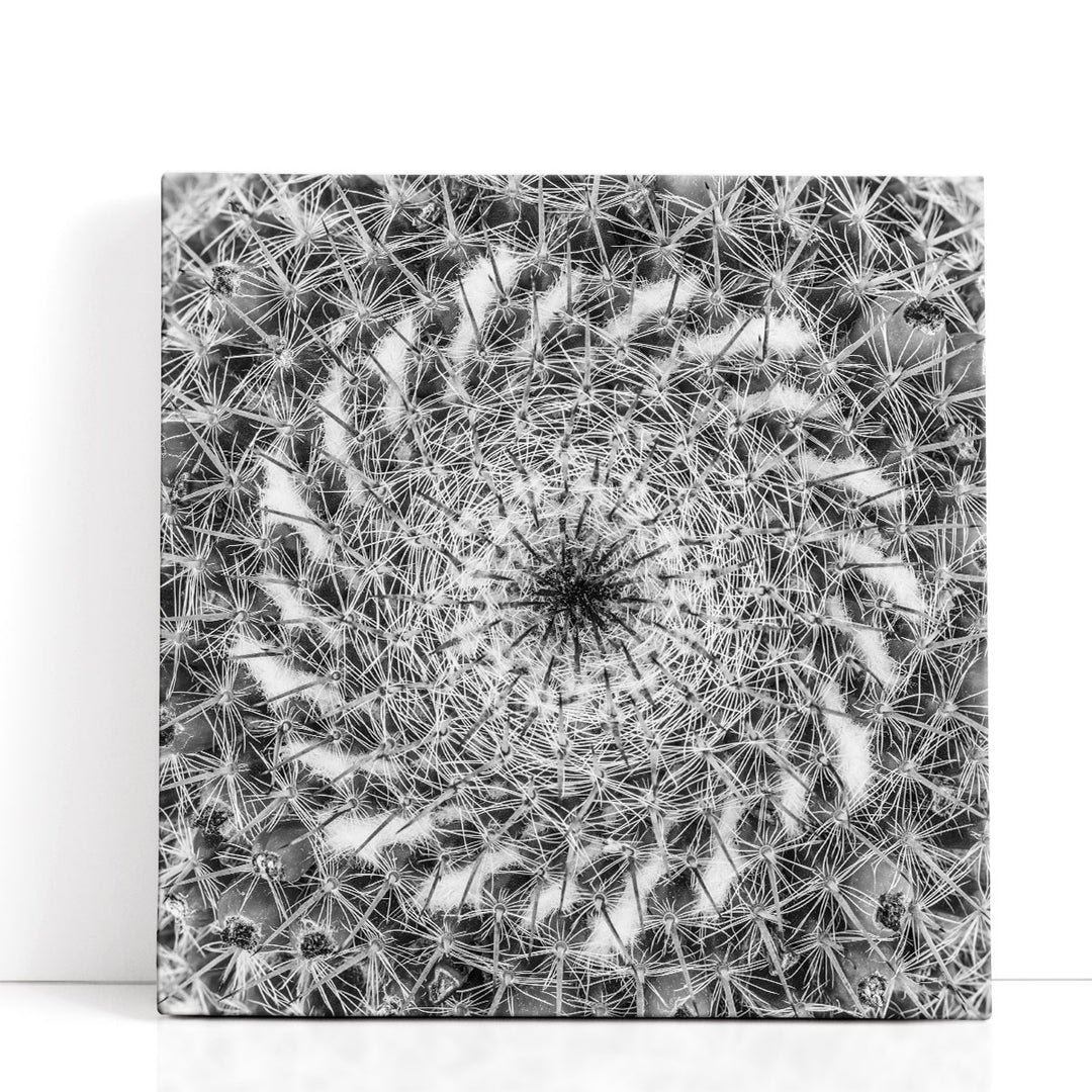 Cacti Close Up - Canvas Print Wall Art