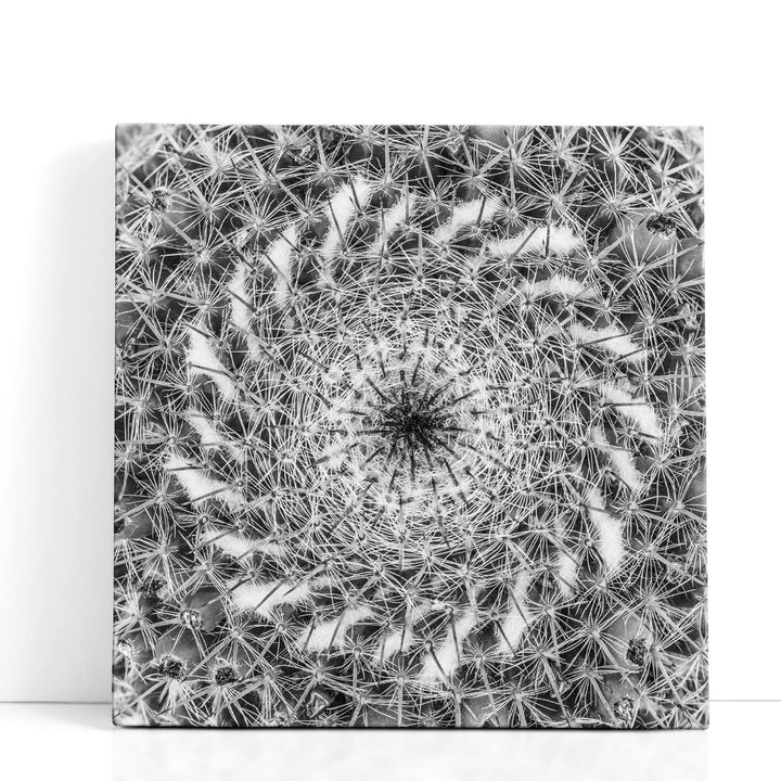 Cacti Close Up - Canvas Print Wall Art