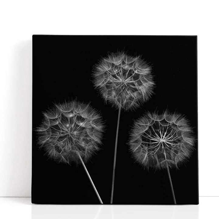 Dandelion Flowers - Canvas Print Wall Art