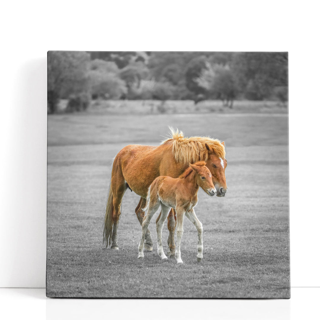 Horse with Foal - Canvas Print Wall Art